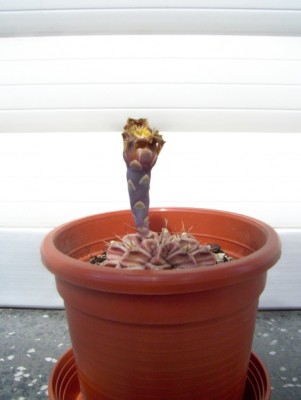 Gymnocalycium mihanovichii 17.jpg