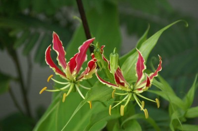 gloriosa 13.07.JPG