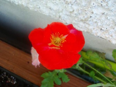 100D9896.JPG