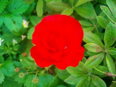 100D9898.JPG