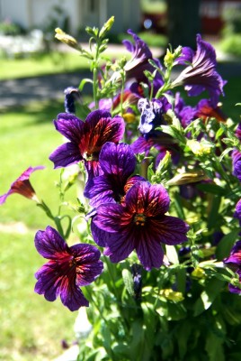 DSC00035.JPG