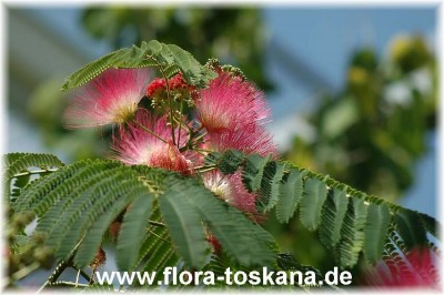 albizia_julibrissin_2.jpg