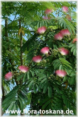 albizia_julibrissin_9.jpg