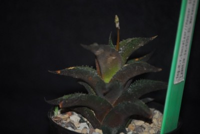 haworthia 013yy.jpg