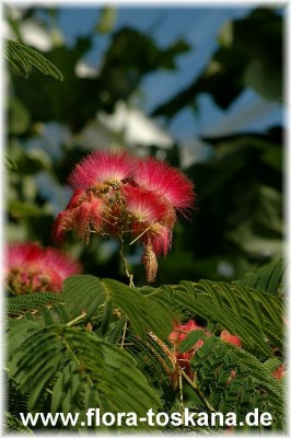 albizia_julibrissin_13.jpg