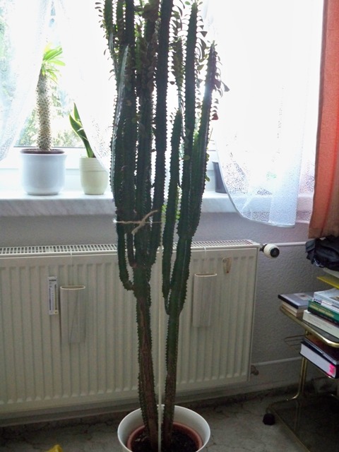 Euphorbia trigona - unten krzen?  Pflegen & Schneiden & Veredeln   GREEN24 Pflanzen & Garten Forum