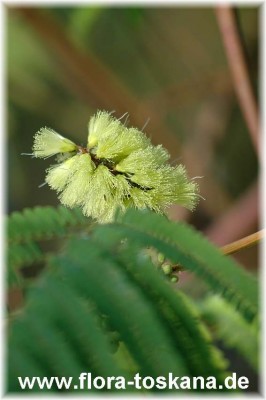 albizia_lophanta_6.jpg