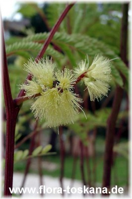 albizia_lophanta.jpg