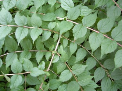 Kolkwitzia amabilis.JPG