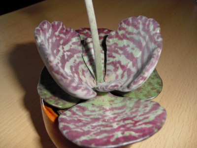 ebay 1269.jpg