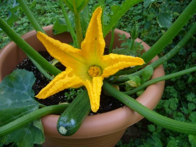 Zucchini2010.jpg