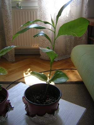 DSCN4110.JPG