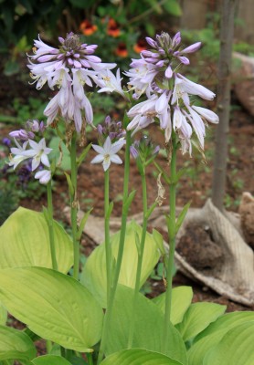 hosta.jpg