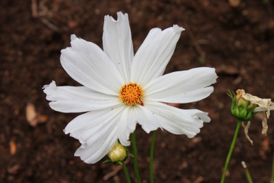 cosmea.jpg