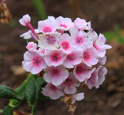 phlox.jpg