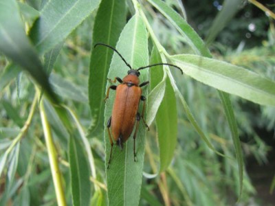 Rothalsbock-Stictoleptura-rubra.JPG