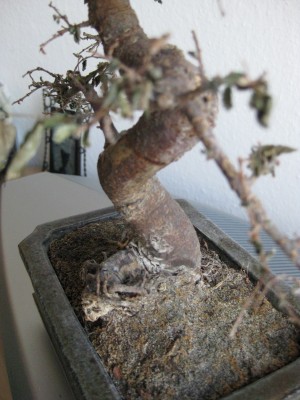 Bonsai Chinesische Ulme ist krank!!!  Pflanzenkrankheiten & Schdlinge   GREEN24 Pflanzen & Garten Forum