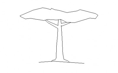 __Nadelbaum.jpg