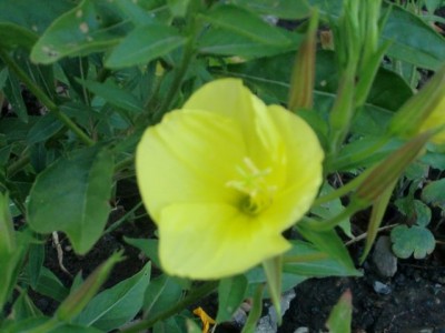 k-Blumen 016.jpg
