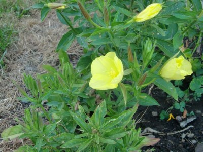 k-Blumen 014.jpg