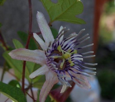 karwinskii bluete.jpg