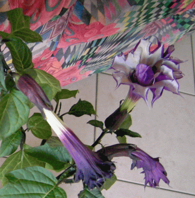 Bild2.gif