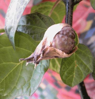 Bild3.gif