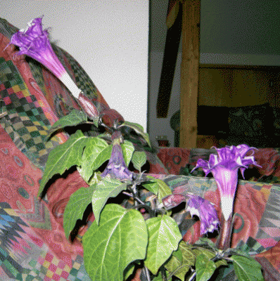 Bild1.gif