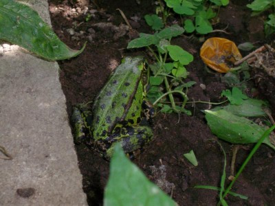 unser Gewächshausfrosch.JPG