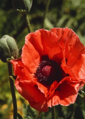 Mohn-Papaver.jpg