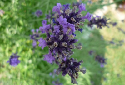 Lavendel.JPG