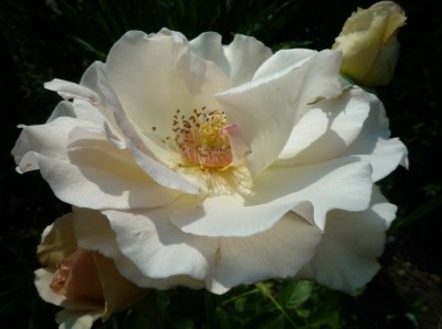 Rose lachsfarben.JPG