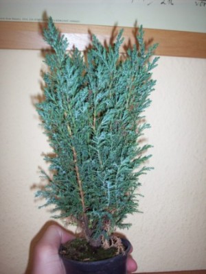 Baum2.JPG
