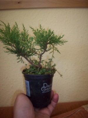 Baum1.JPG