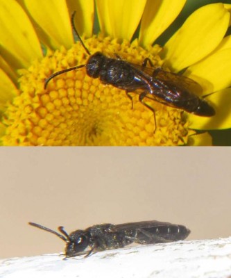 Keulenwespe-Sapyga decemguttata.JPG