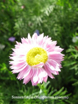 Sonnenflügel.jpg