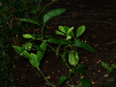 DSCF0005.JPG