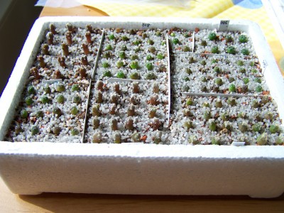 100_0040.jpg