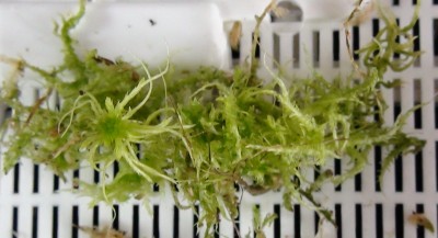 Sphagnum2.JPG