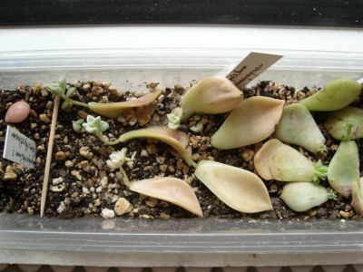 Sandra´s Schätzchen.JPG