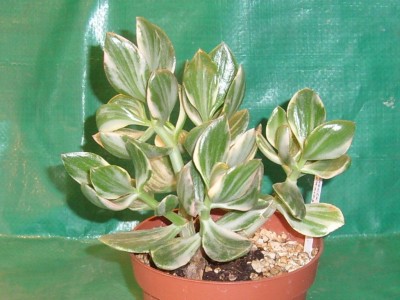 C.variegata.JPG