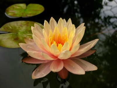 georgia-peach01.jpg