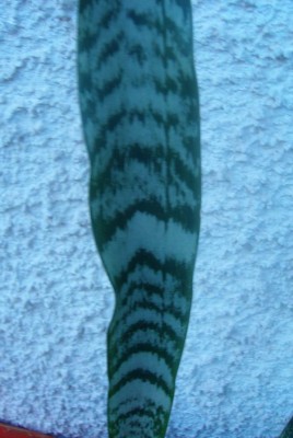 100D9850.JPG