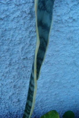100D9851.JPG