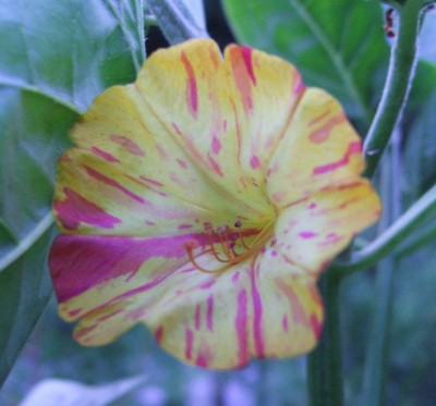 Wunderblume 16.07.10.jpg