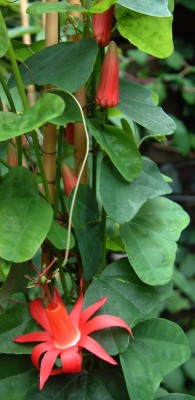 P.murucuja_Knospen.jpg