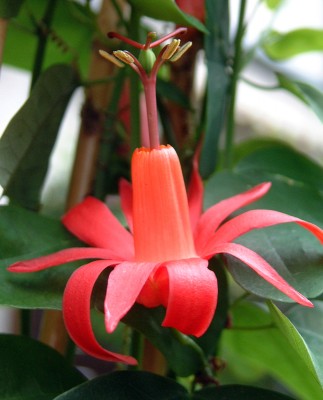 P.murucuja_Blüte.jpg