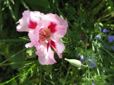 Atlasblume.JPG