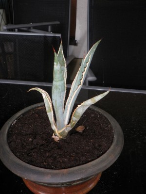 agave2.jpg