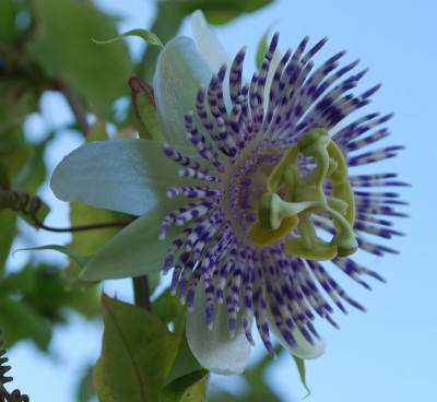 tucumanensis_tetraploid_1.jpg